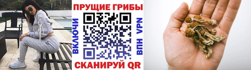 Псилоцибиновые грибы Psilocybine cubensis  Жиздра 